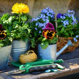 Flowering Plants